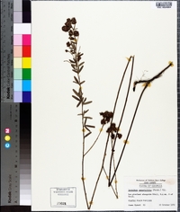 Lespedeza angustifolia image