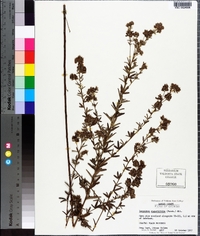 Lespedeza angustifolia image