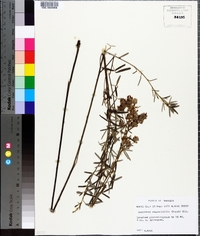 Lespedeza angustifolia image