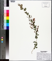 Lespedeza bicolor image