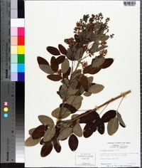 Lespedeza bicolor image