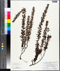 Lespedeza cuneata image