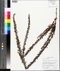 Lespedeza cuneata image