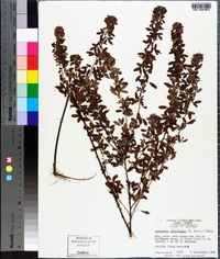 Lespedeza violacea image