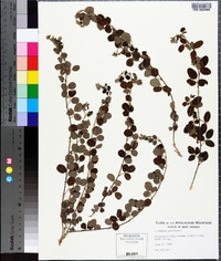 Lespedeza procumbens image