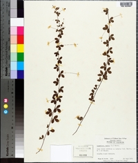 Lespedeza repens image