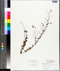 Lespedeza repens image