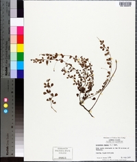 Lespedeza repens image