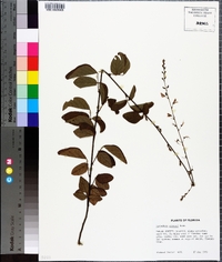 Lespedeza stuevei image