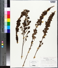 Lespedeza virginica image