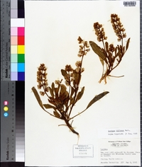 Lupinus diffusus image