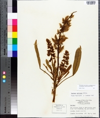 Lupinus villosus image