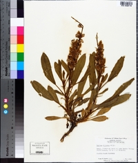 Lupinus villosus image