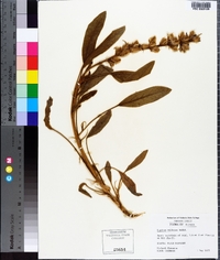 Lupinus villosus image