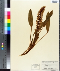 Lupinus villosus image