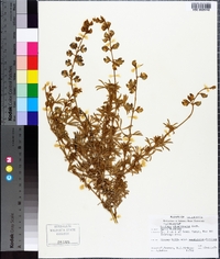 Lupinus chamissonis image