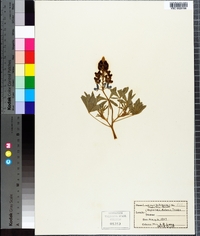 Lupinus subcarnosus image