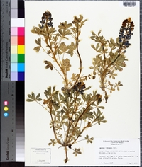 Lupinus texensis image