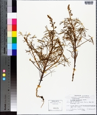Lupinus truncatus image