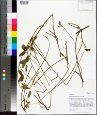 Macroptilium lathyroides image