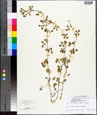 Medicago polymorpha image