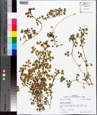 Medicago polymorpha image