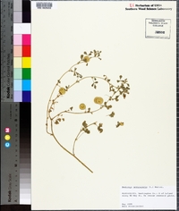 Medicago orbicularis image