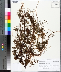 Mimosa strigillosa image