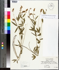 Orbexilum pedunculatum image