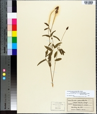 Orbexilum pedunculatum image