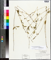 Orbexilum pedunculatum image