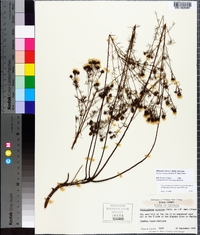 Dalea pinnata image