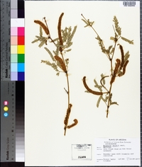 Prosopis velutina image