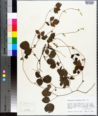 Rhynchosia difformis image