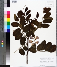 Robinia hispida image