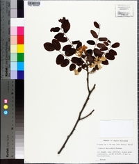 Robinia hartwigii image