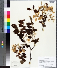 Robinia hispida image