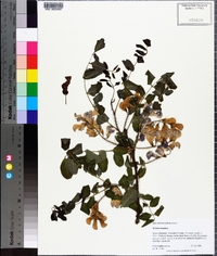 Robinia hispida image