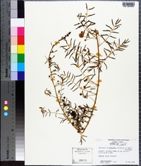 Mimosa microphylla image