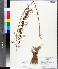 Mimosa microphylla image