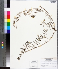 Mimosa microphylla image