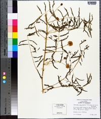 Mimosa microphylla image