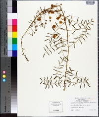 Mimosa microphylla image