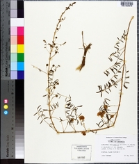 Mimosa microphylla image