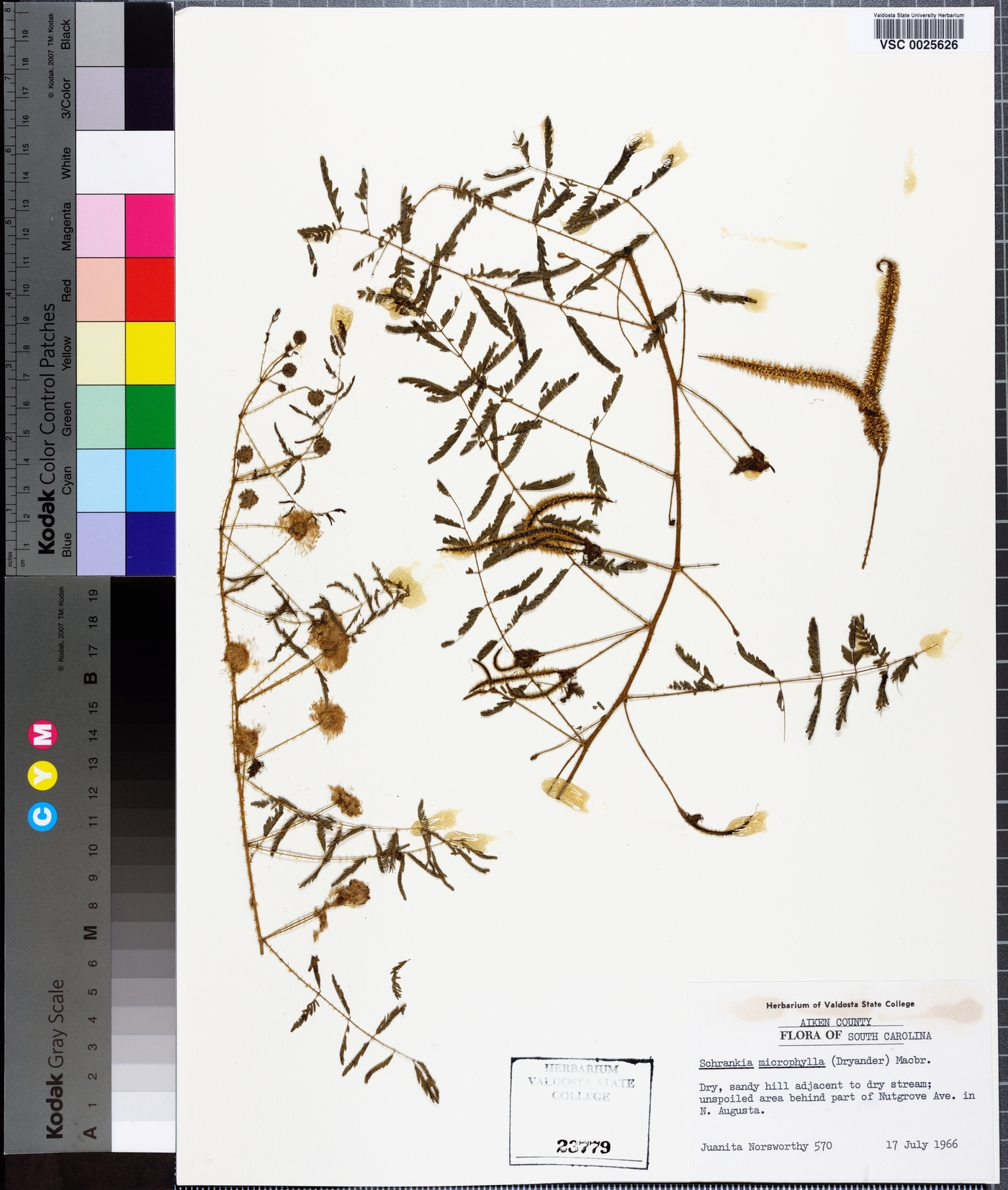 Mimosa microphylla image