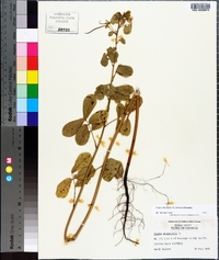 Senna obtusifolia image