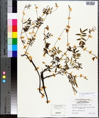 Tephrosia hispidula image