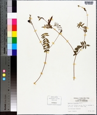 Tephrosia hispidula image