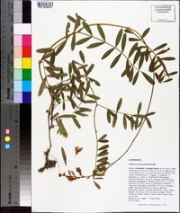 Tephrosia onobrychoides image