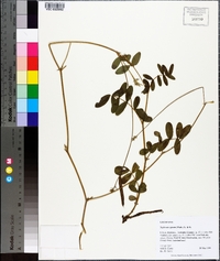 Tephrosia spicata image